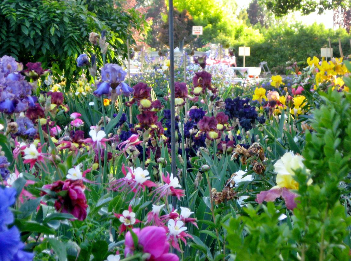 Beautiful Iris at Schreiners Iris Garden 