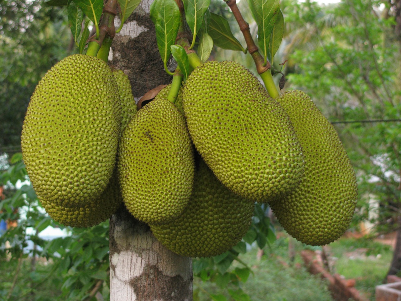Jackfruit Trees crop of the future.  Vi Clark